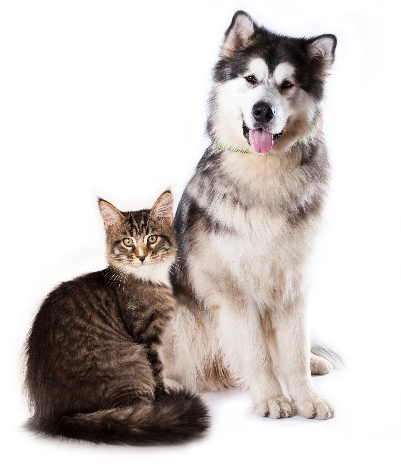 Cat and dog
